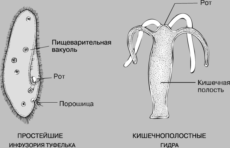 Как заказать на кракене